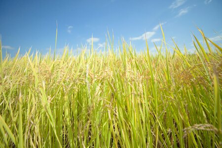 Oryza sativa rice photo