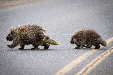 Porcupine animal