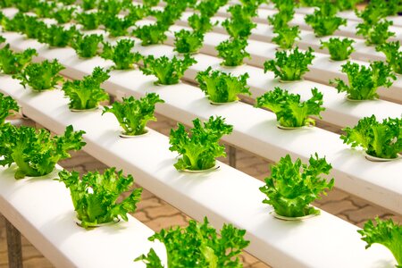 Plant factory