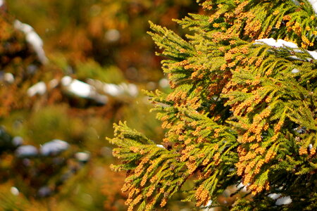 Pollen japanese cedar