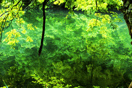 Pond green photo