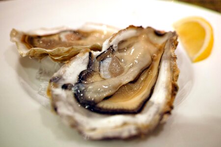 Raw oyster food