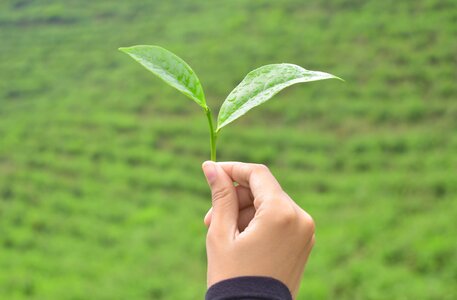 Plant hand ecology