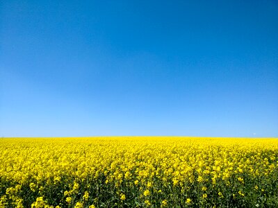 Rape blossom field sky