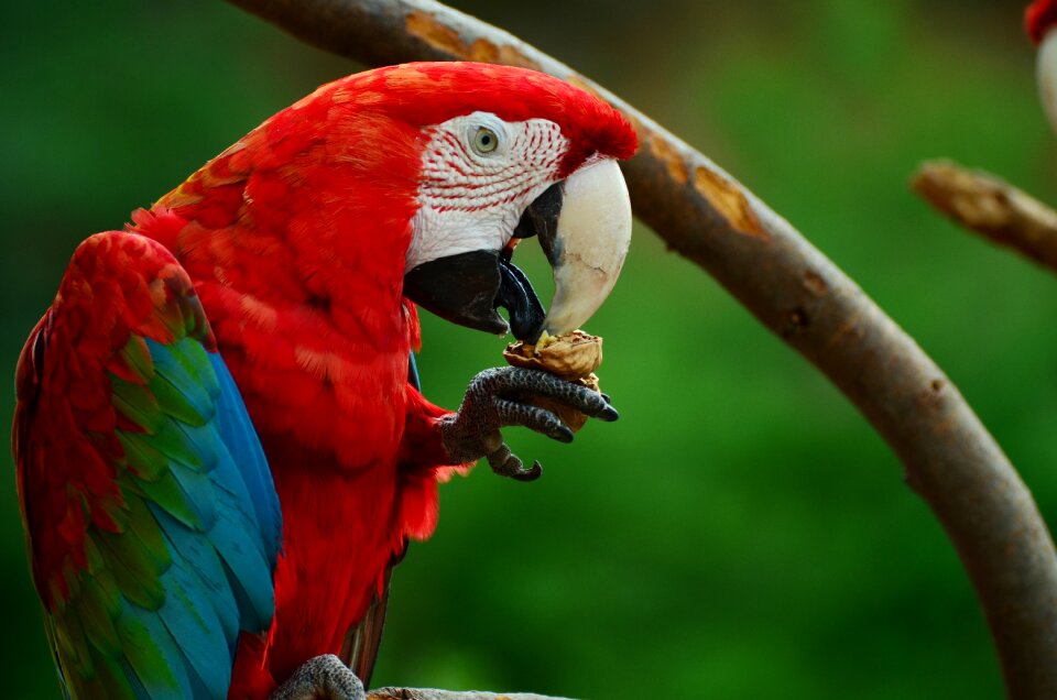 Red and green macaw photo