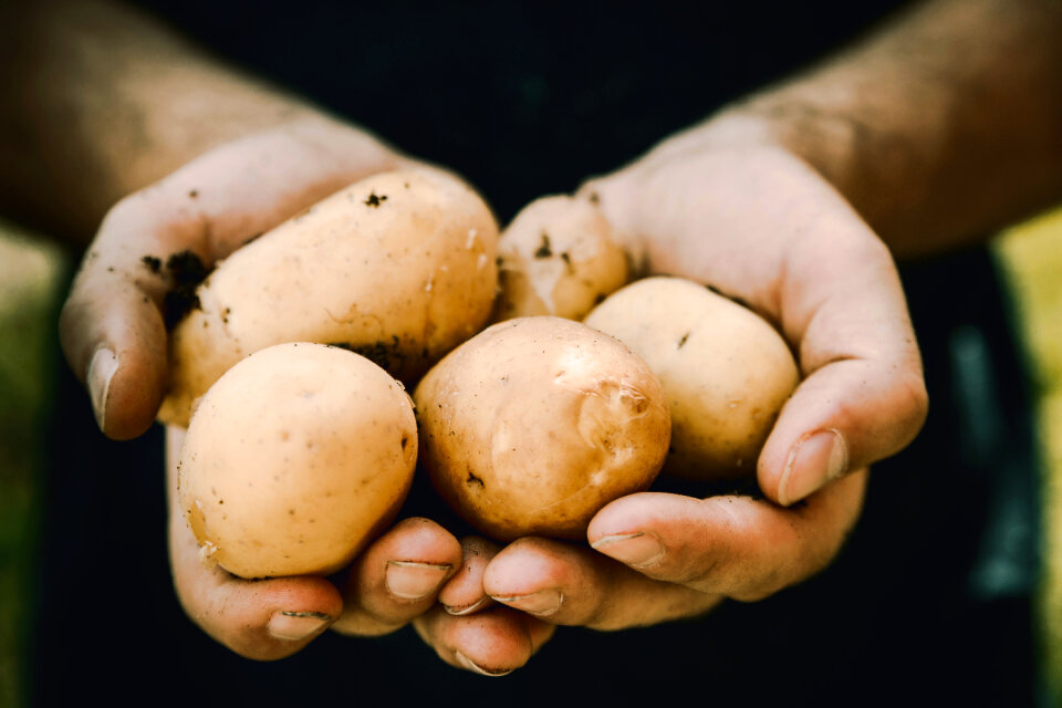Potato vegetable hands