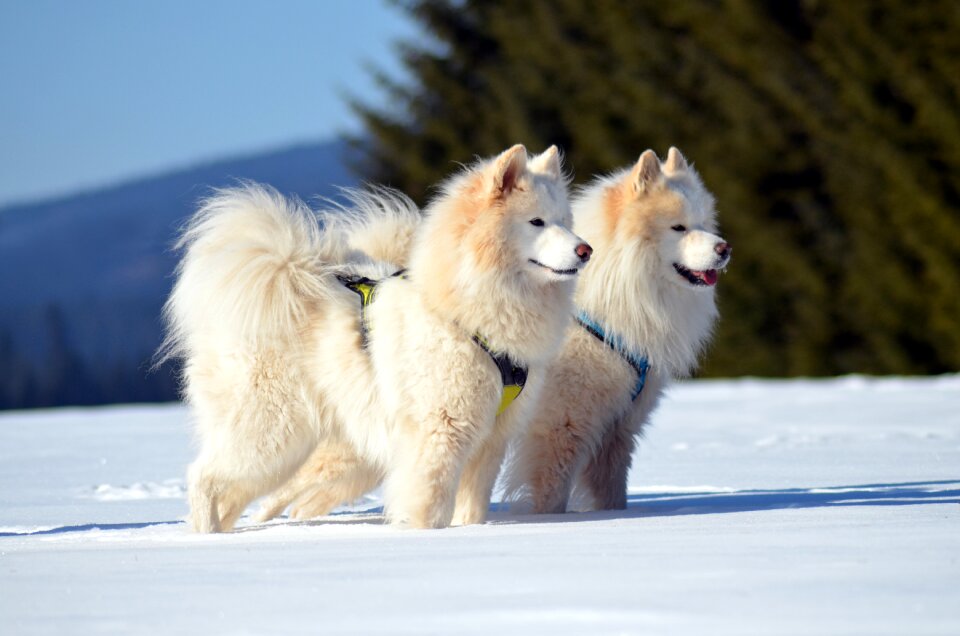 Samoyed dogs animal