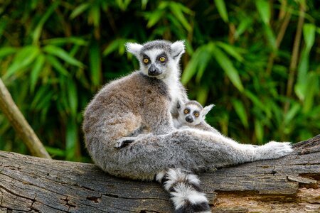 Ring tailed lemur animal photo