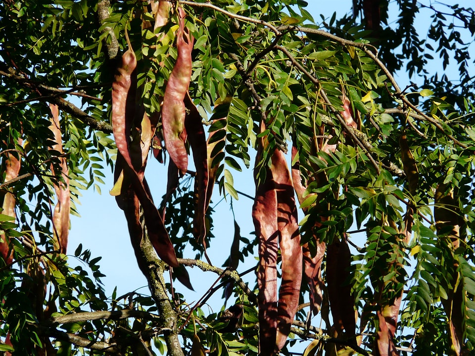 Tree fruits gleditsia triacanthos