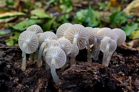 Roridomyces austrororidus austro dripping bonnet
