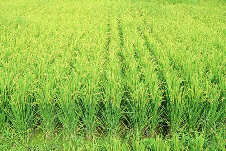 Rice field
