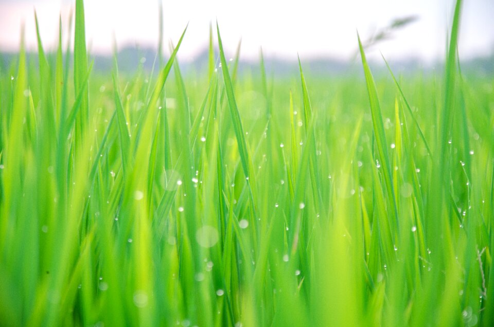 Rice field water drop