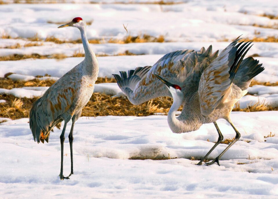 Sandhill crane couple bird