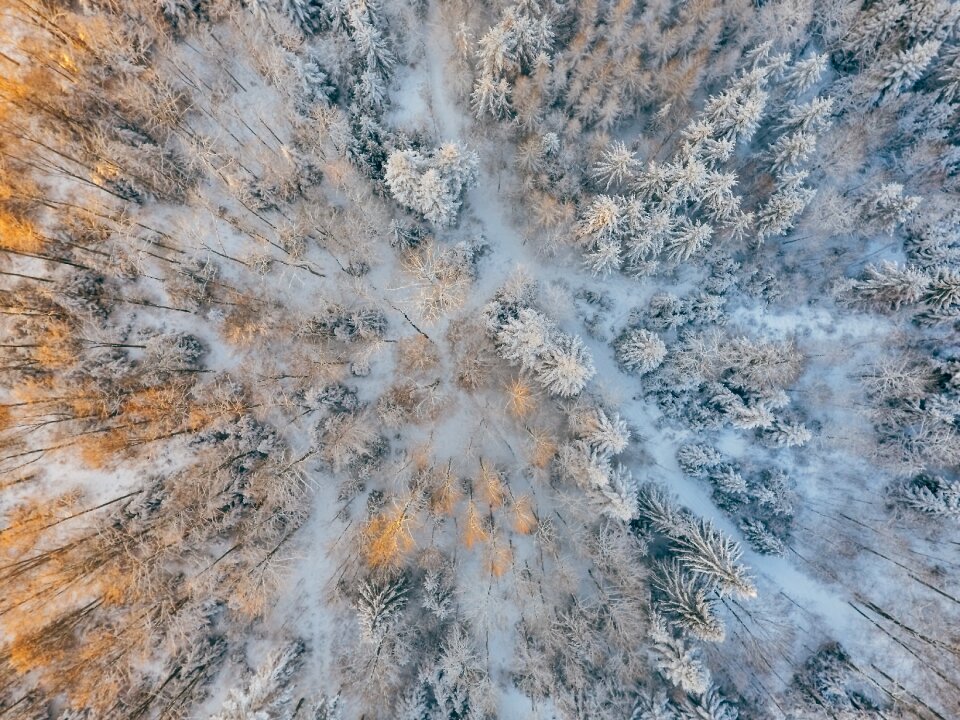 Snow forest winter