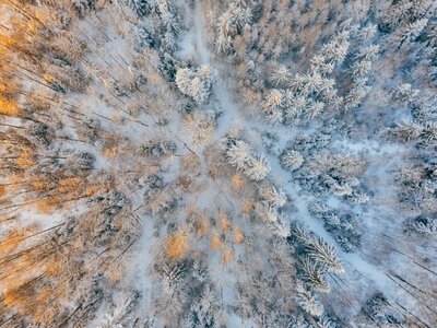 Snow forest winter