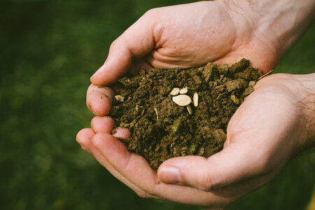 Soil hands seeds photo