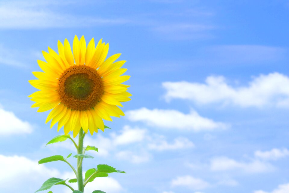 Sunflower flower summer