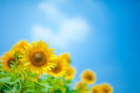 Sunflower summer