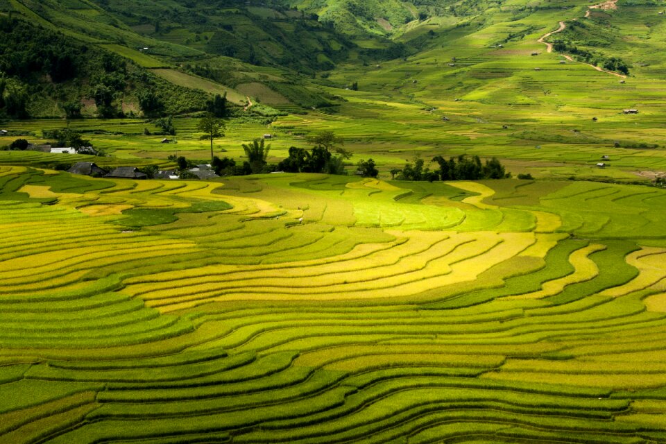 Terrace agriculture