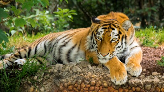 Tiger animal photo