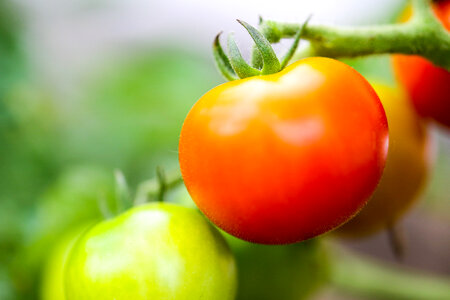 Tomato vegetable