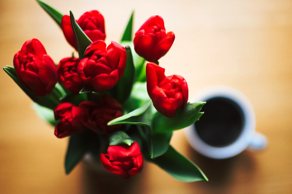 Tulip flower coffee photo