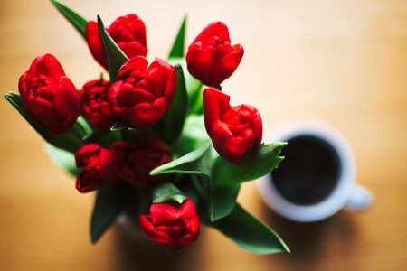 Tulip flower coffee