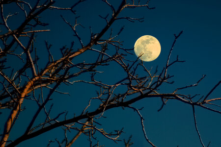 Tree branch moon photo