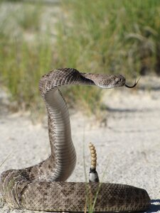 Western diamondback rattlesnake