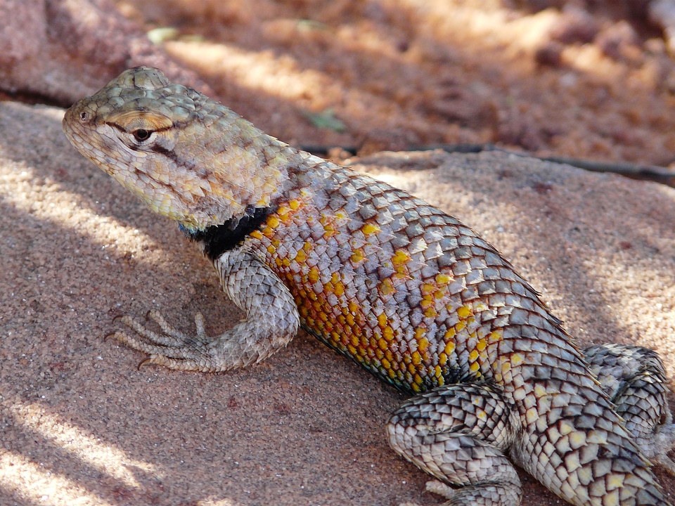 Desert animal scale