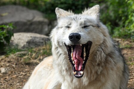 Wolf animal yawn photo