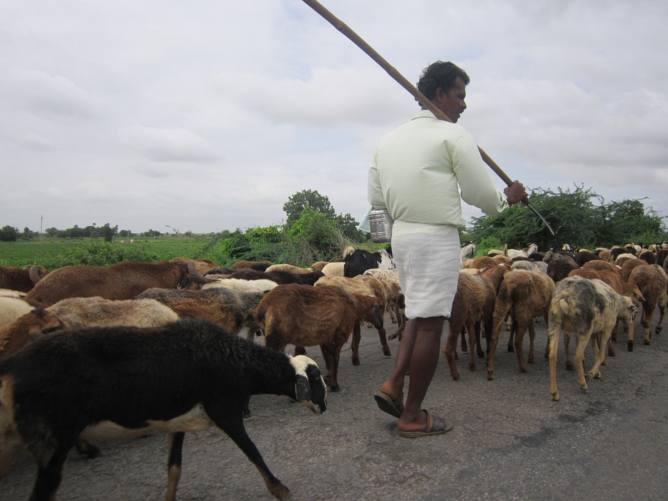 Herd shepherd agriculture