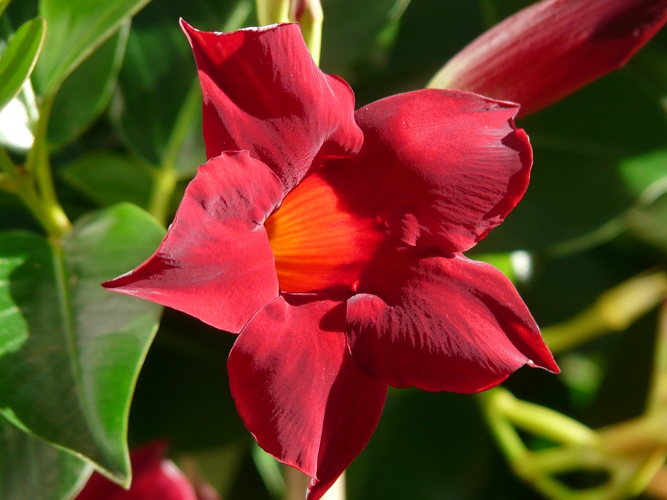 Red orange trumpet shaped
