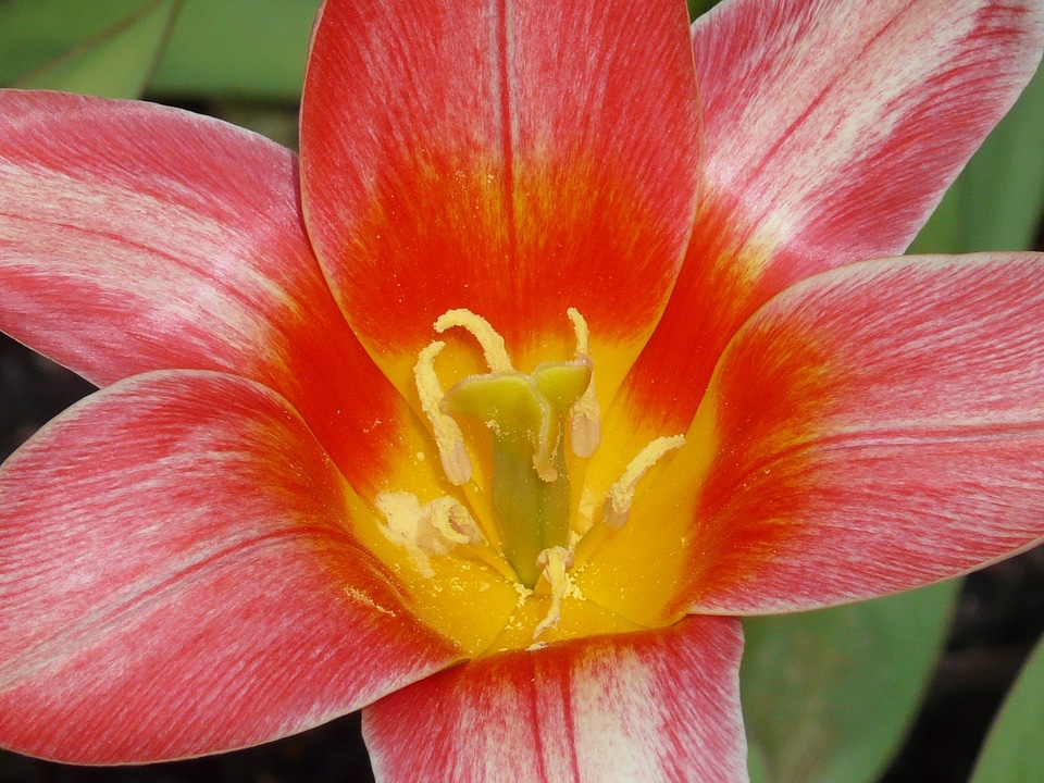 Bloom bloom beautiful