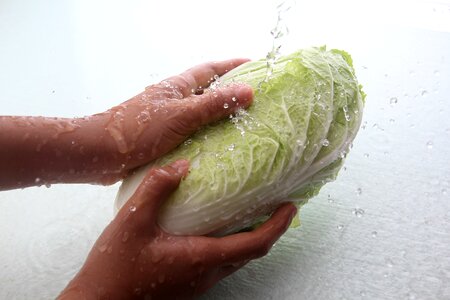 Napa cabbage vegetable water photo