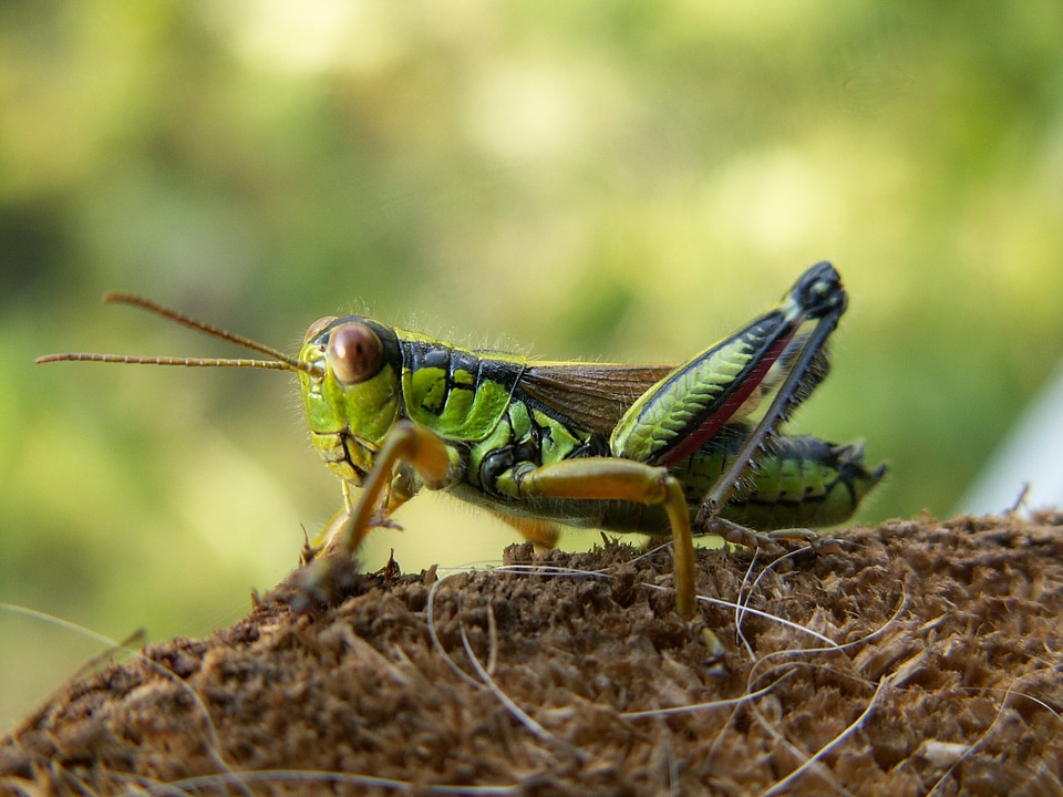 Caelifera as acrididae