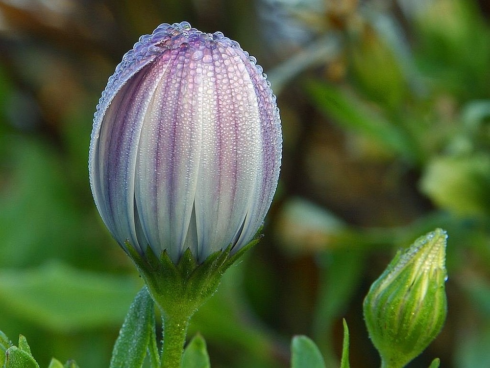 Droplets drip nature