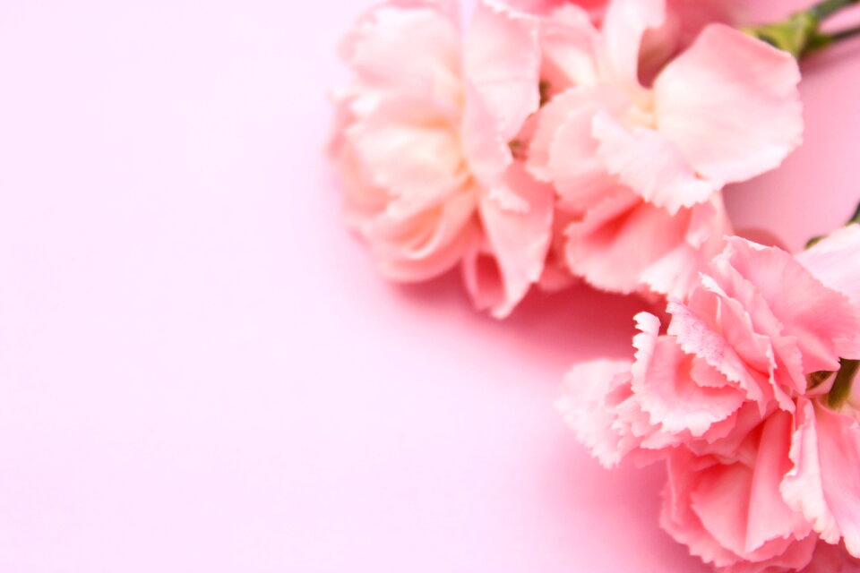 Carnation flower pink