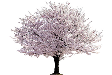 Cherry blossoms tree