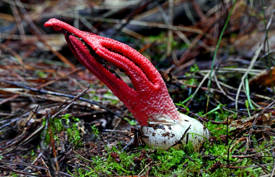 Clathrus archeri octopus stinkhorn