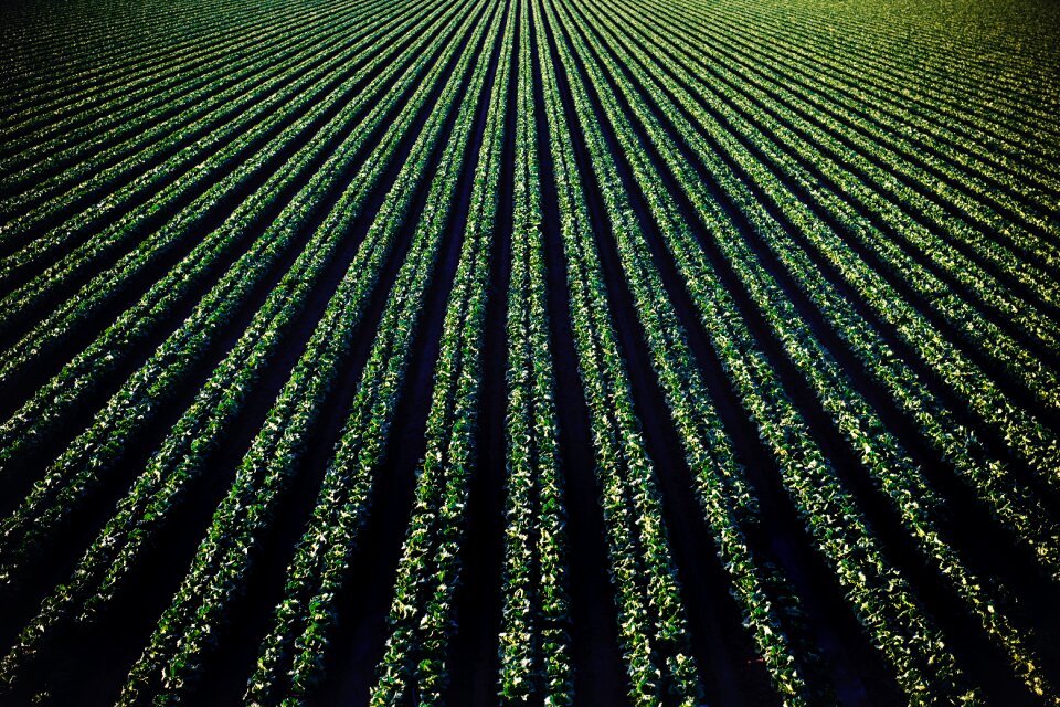 Field