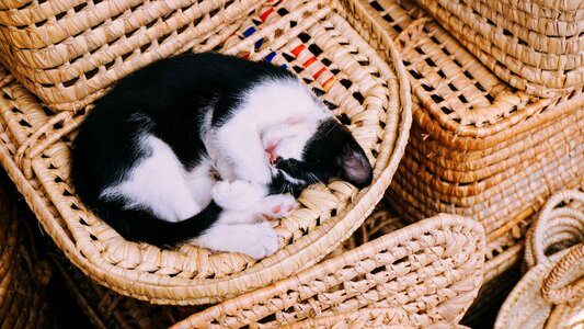 Kitten cat sleeping animal