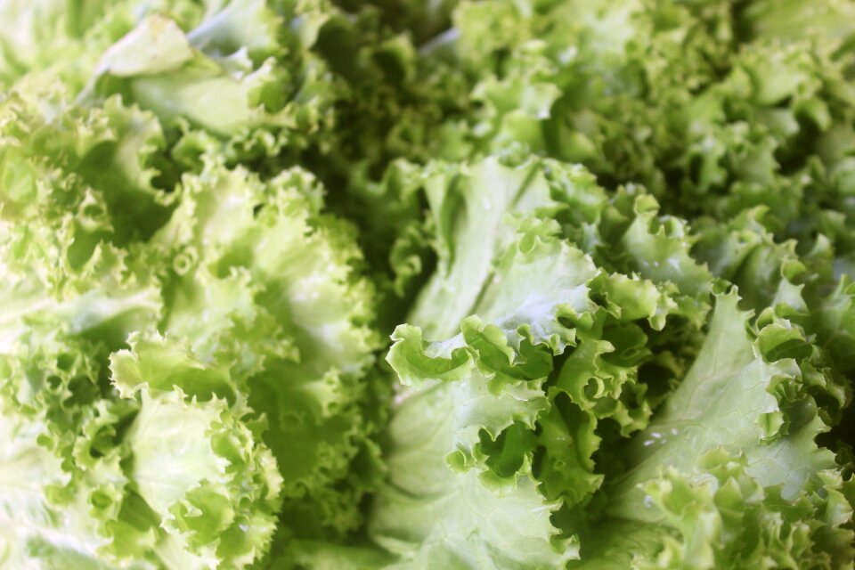 Lettuce vegetable food