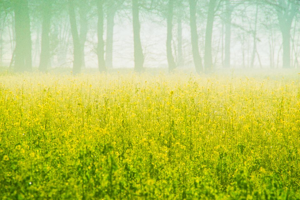 Rapeseeds field fog
