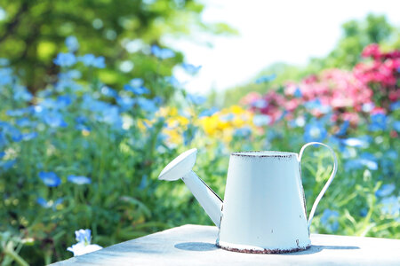Watering can flower