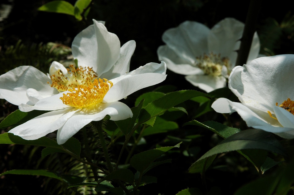 Nanxi riverside flower