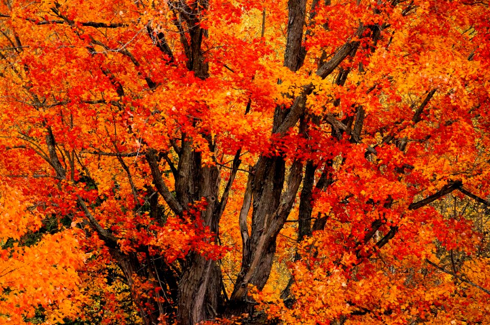 Autumn leaves tree photo