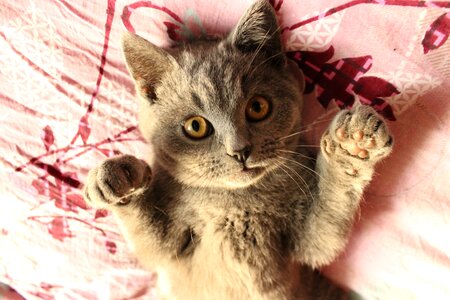 British shorthair cat