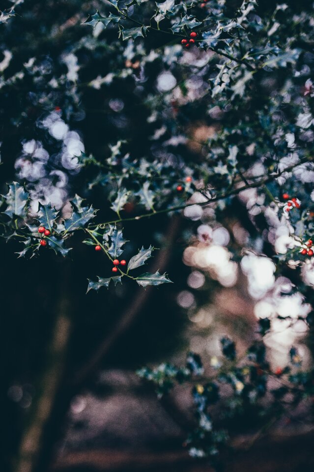 Christmas holly