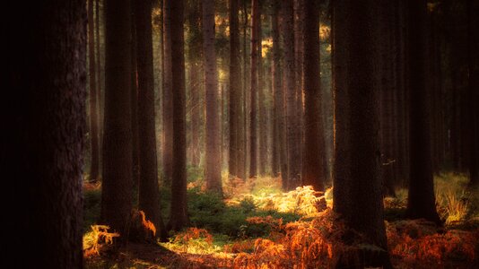 Forest trees